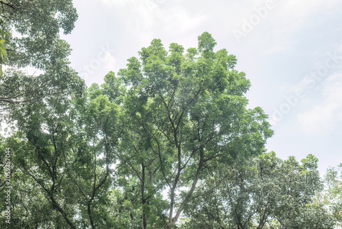 Lush treetop canopy with pale sky for wellness campaigns. Green forest crown view suited to eco travel advertising. Bright tropical foliage scene for calm nature branding
