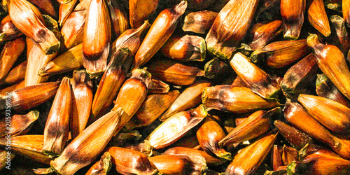 A portion of pine nuts, seeds from the Araucaria tree, scientifically named Araucaria angustifolia, in Curitiba, PR, southern Brazil.