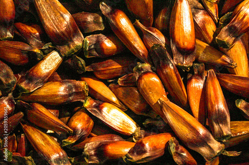 A portion of pine nuts, seeds from the Araucaria tree, scientifically named Araucaria angustifolia, in Curitiba, PR, southern Brazil.