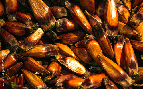 A portion of pine nuts, seeds from the Araucaria tree, scientifically named Araucaria angustifolia, in Curitiba, PR, southern Brazil.