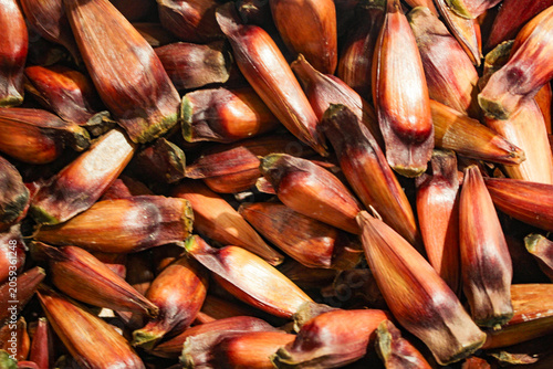 A portion of pine nuts, seeds from the Araucaria tree, scientifically named Araucaria angustifolia, in Curitiba, PR, southern Brazil.