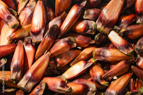 A portion of pine nuts, seeds from the Araucaria tree, scientifically named Araucaria angustifolia, in Curitiba, PR, southern Brazil.