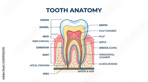 Human tooth anatomy cross section with detailed medical labels