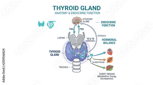 Canvastavla Thyroid gland anatomy and endocrine function hormonal diagram