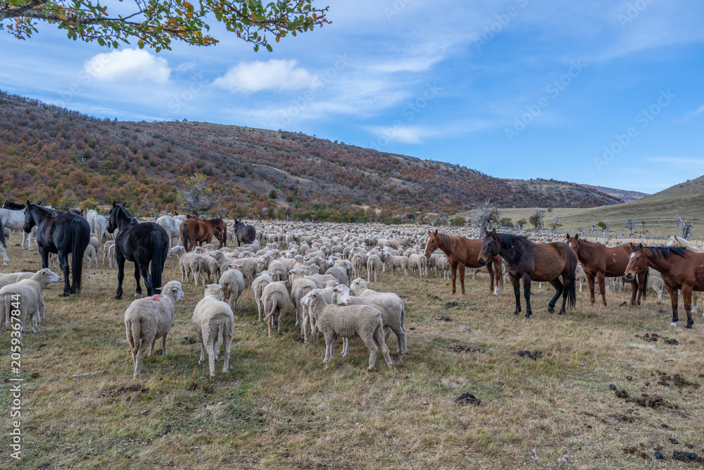 Obraz premium Sheep farm Patagonia Cerro Castillio