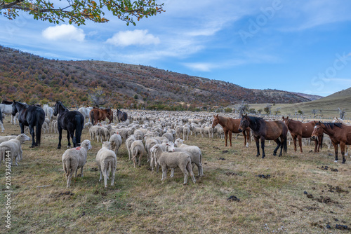 Sheep farm Patagonia Cerro Castillio