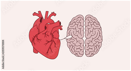 Anatomical heart and brain connection diagram on plain background.