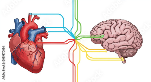 Anatomical heart and brain linked by multi-colored circuit lines.