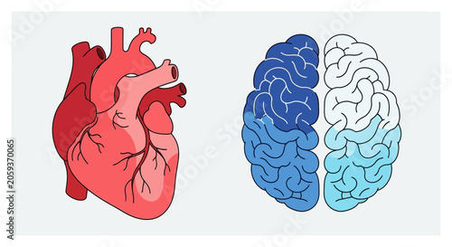 Anatomical red heart and human brain side by side.