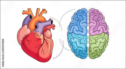 Anatomical heart and colorful brain linked by lines.