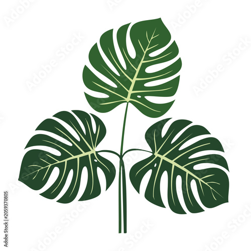 Monstera Leaves Flat Design Illustration