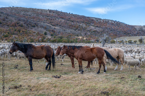 Sheep farm Patagonia Cerro Castillio