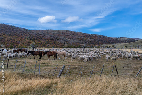 Sheep farm Patagonia Cerro Castillio