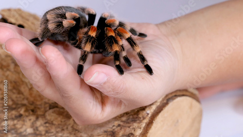Fotografie Mexican Redknee Tarantula Crawling on a Person's Open Palm Close Up