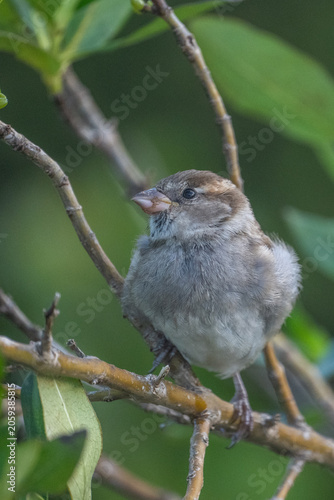 Black Chinned Sparrow perched on a branch