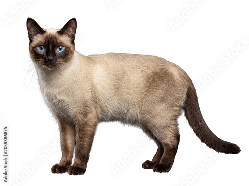 Photos A graceful Siamese cat with striking blue eyes stands poised, looking forward in a detailed studio portrait