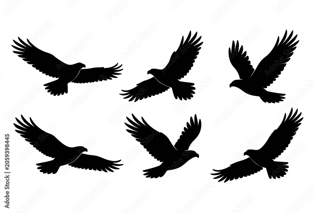 Fototapeta premium Black Eagle Hawk Bird of Prey Silhouette Vector Set Six Flying Poses with Spread Wings on White Background