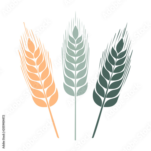Flat design wheat stalks in three colors