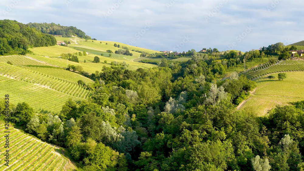 Obraz premium Lush Green Vineyards and Rolling Hills in the Barolo Region