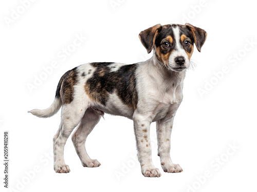 Foto Adorable tri-color puppy standing alertly, gazing directly with bright, curious eyes, ready for exciting playtime