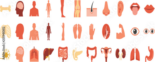 Foto Human anatomy flat vector icon set containing internal organs bones sensory parts and body systems for medical educational textbook diagram graphics