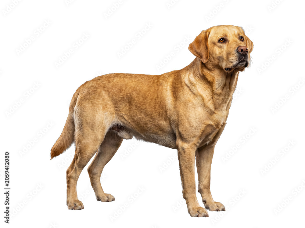 Fototapeta premium A beautiful golden Labrador Retriever dog standing elegantly, looking upward, isolated on a transparent background.