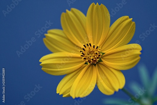 A yellow flower with a blue background. 