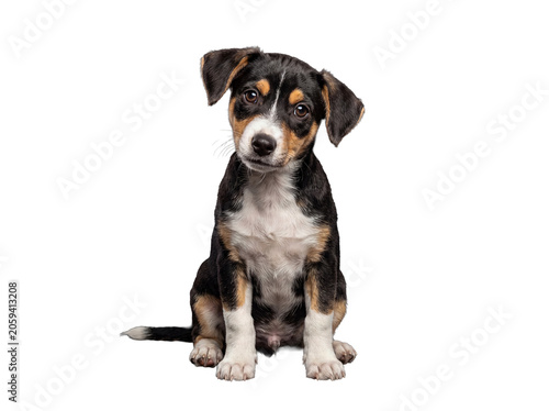 Sweet tri-color puppy sitting patiently, looking with a gentle, innocent expression, showcasing its adorable demeanor.