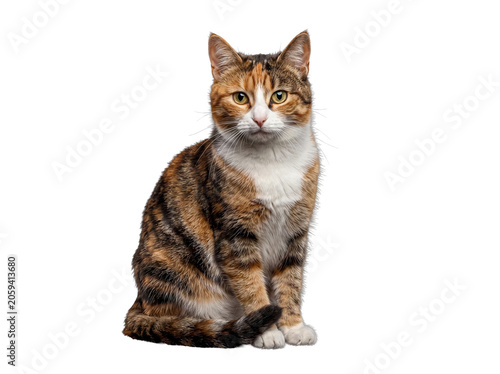 Beautiful calico cat with distinct tri-color fur sitting calmly, isolated on a transparent background, looking directly.