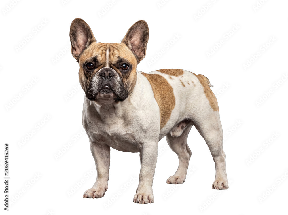 Obraz premium A charming French Bulldog, fawn and white pied, stands attentively, showcasing its distinctive features and ears.