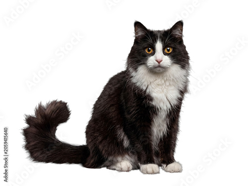 Canvastavla Charming long-haired black and white cat with bright orange eyes, sitting patiently forward