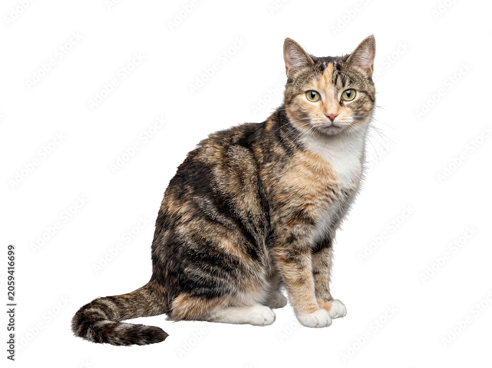 Obraz premium Charming tabby calico cat with unique patterns, sitting calmly on transparent background.