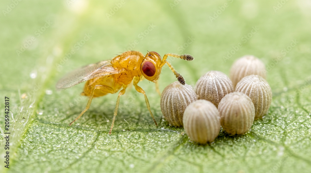 Fototapeta Parasitic trichogramma wasp examining lepidopteran pest eggs on a plant leaf