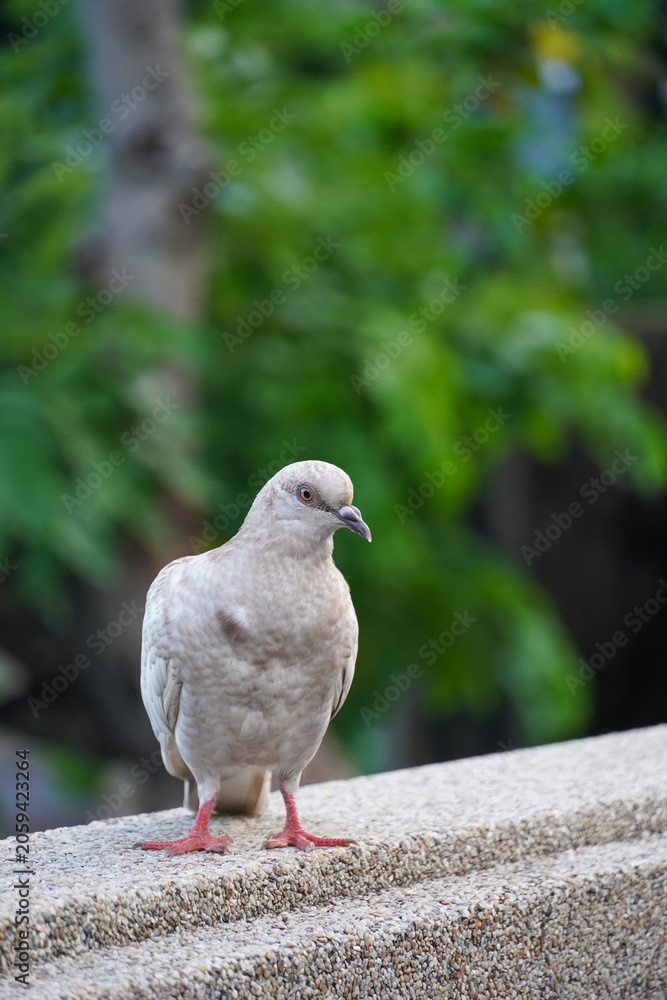 Obraz premium A light brown pigeon with pink feet stands on a textured concrete ledge