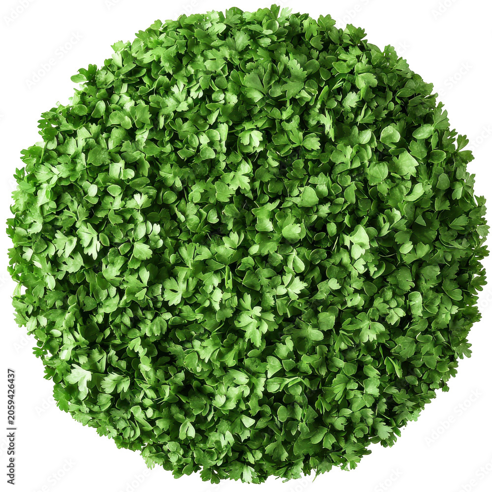 Obraz premium Fresh parsley circle displayed close-up isolated on white background