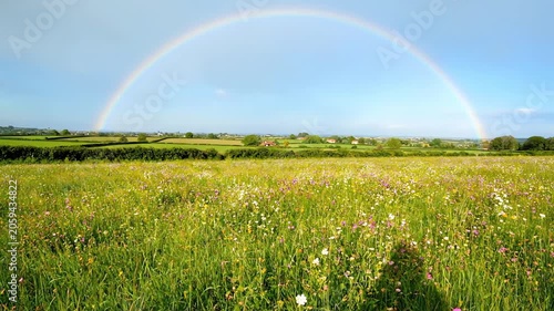 Vibrant rainbow arching over a sunlit meadow filled with wildflowers and green fields in the countryside