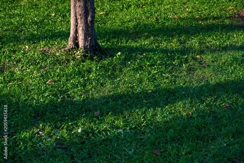 Sunlight and shadow play across a lush green lawn with a tree trunk