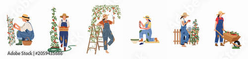 Photos Flat illustration set featuring a female farmer harvesting, carrying, and tending to tomato plants in various gardening scenes on a white background