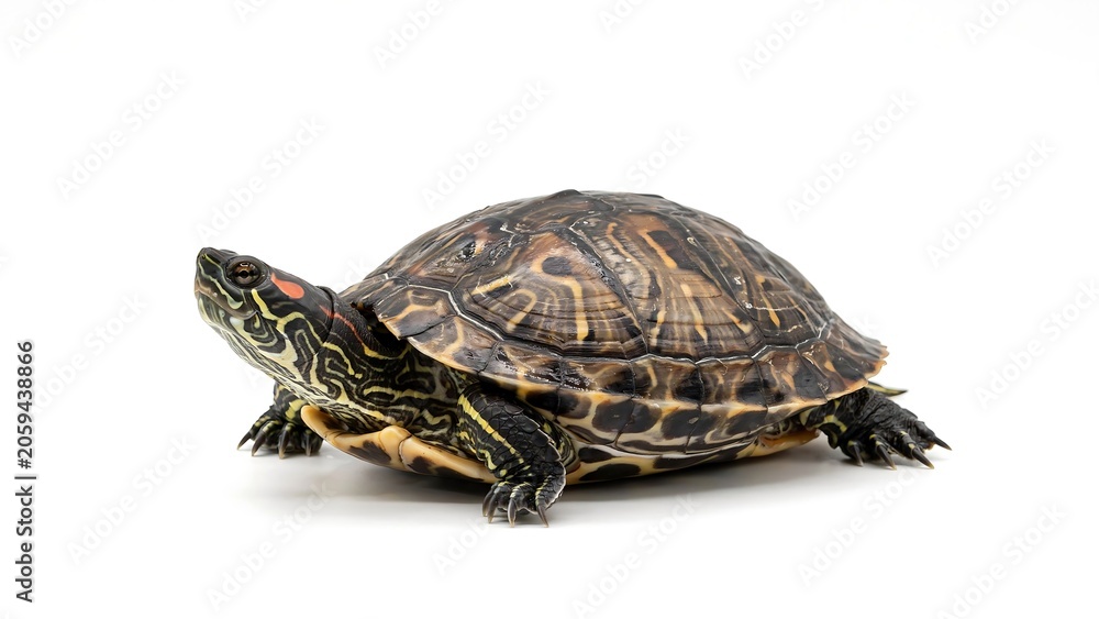 Obraz premium Close-up portrait of a detailed freshwater turtle on white studio background in natural lighting
