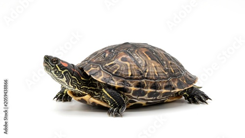 Close-up portrait of a detailed freshwater turtle on white studio background in natural lighting