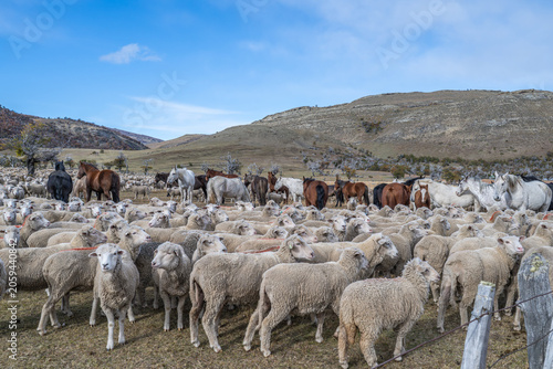 Sheep farm Patagonia Cerro Castillio