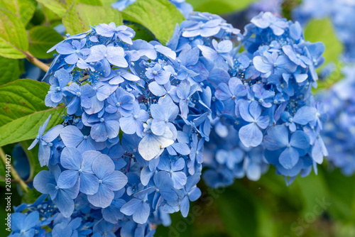 Obraz na plátne 鮮やかな青色の紫陽花