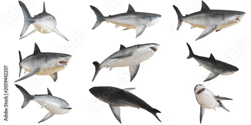 Картината върху платно Collection of various shark species