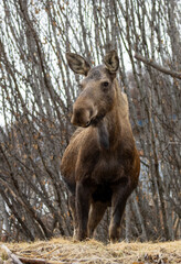 Moose Cow Standing Alert in the Willow Thickets Near Homer, Alaska
