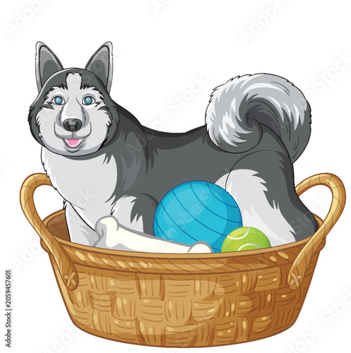 Siberian Husky Dog Sitting in Wicker Basket with Toys and Bone