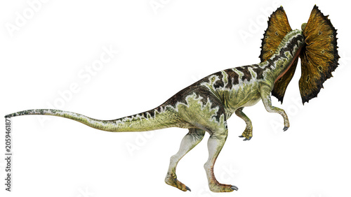 Dilophosaurus with vibrant frill on white background.