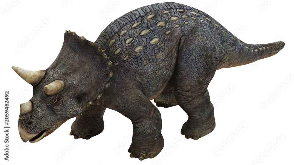 Fototapeta premium Realistic model of a Triceratops dinosaur