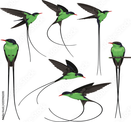 Obraz na płótnie Green doctor bird swallowtail hummingbird vector illustration set, flying stream
