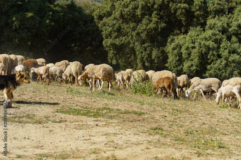 Obraz premium Shepherd dog watching over a flock of sheep grazing dry grass on a sunny day with green trees in the background