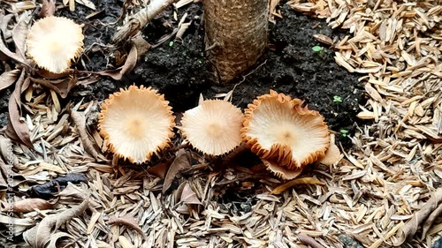 Gymnopus foetidus mushrooms growing on fertile soil with rice husks mulch